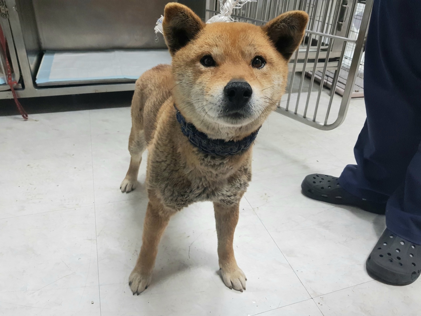 광주TNR동물병원송정_441554202300446